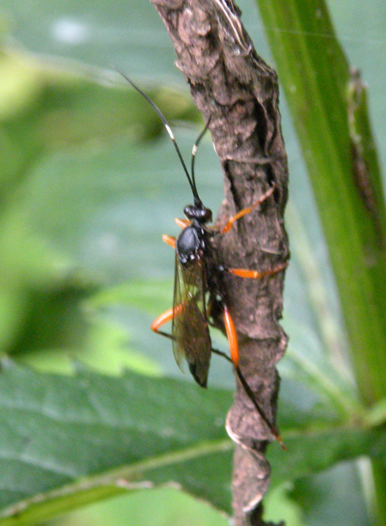 Ichneumonidae (Cryptinae)